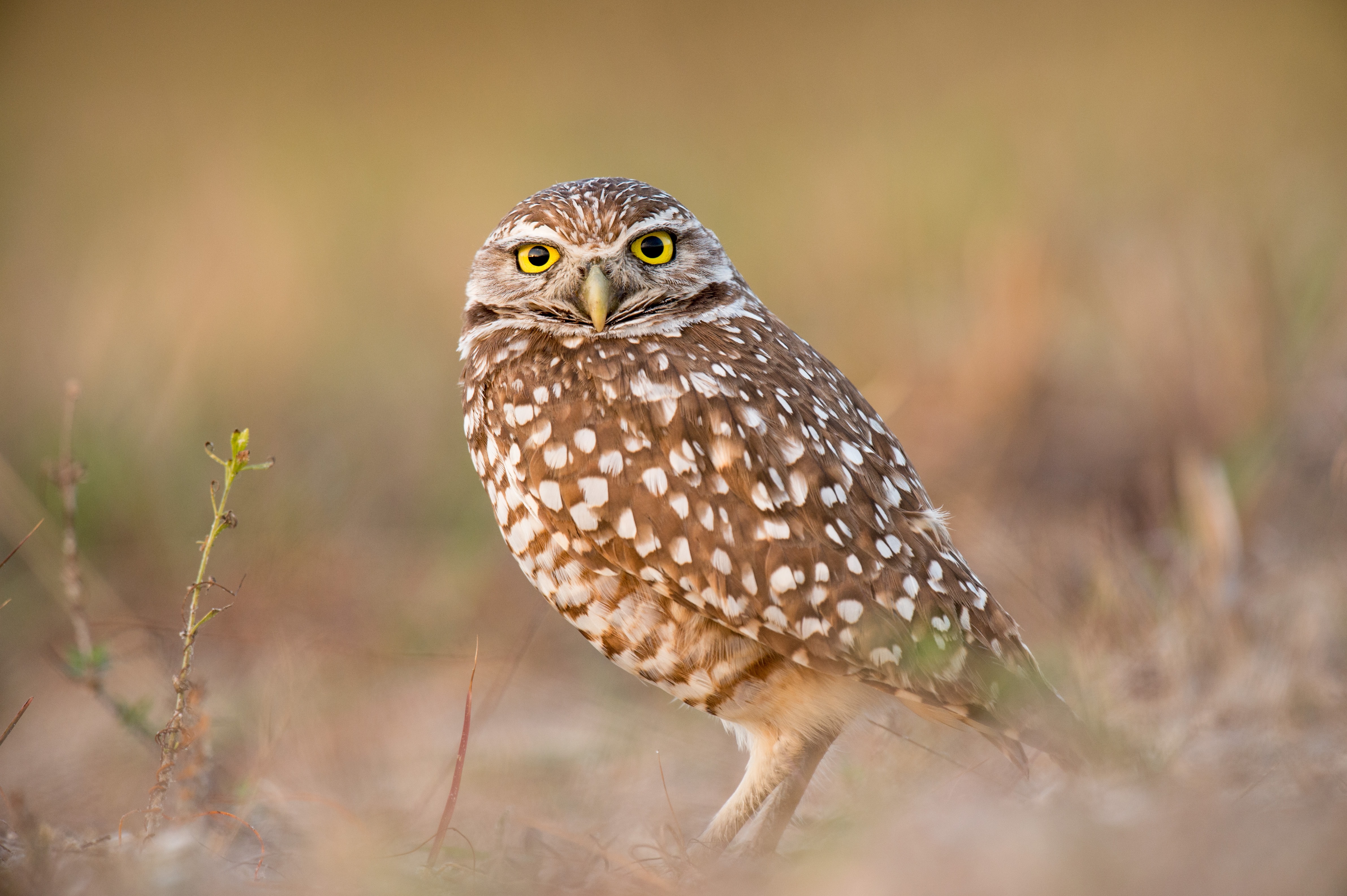 Burrowing Owl