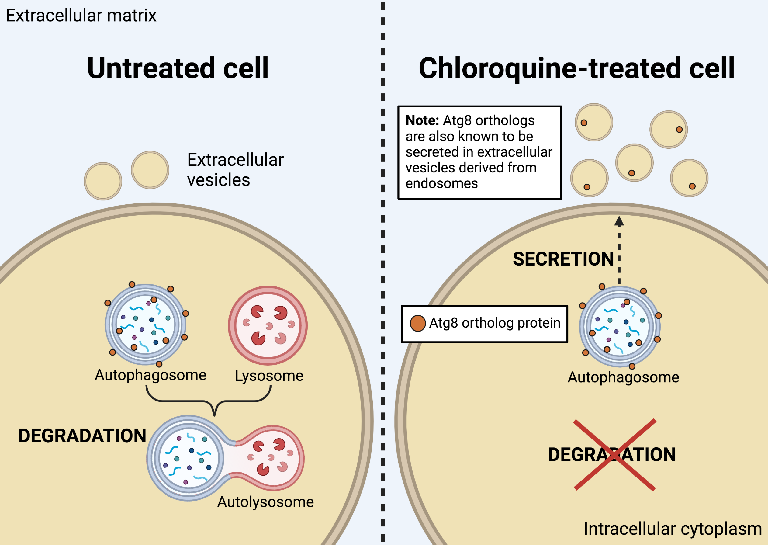 Schematic diagram of chloroquine treatment