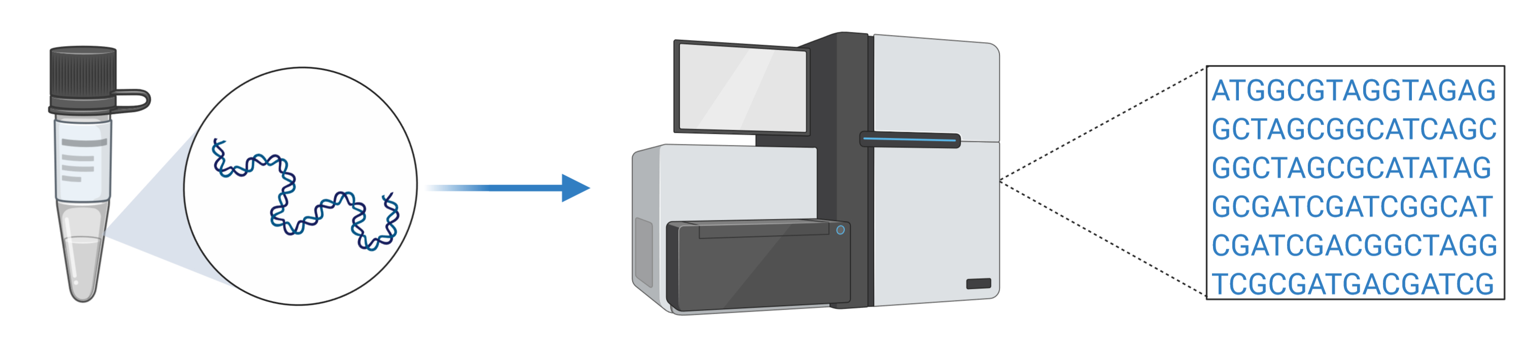 DNA sequencing