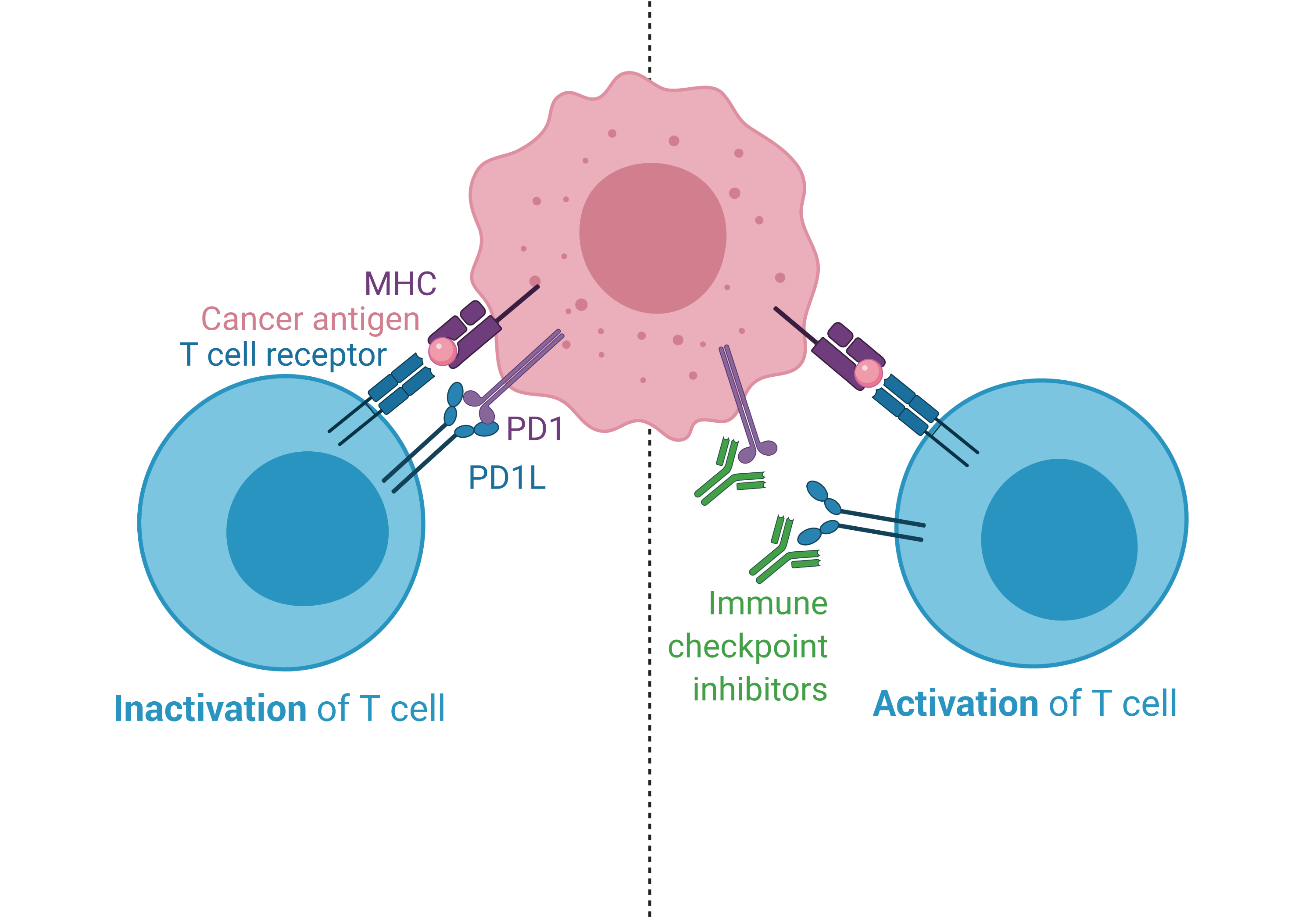 Immune checkpoing inhibitors