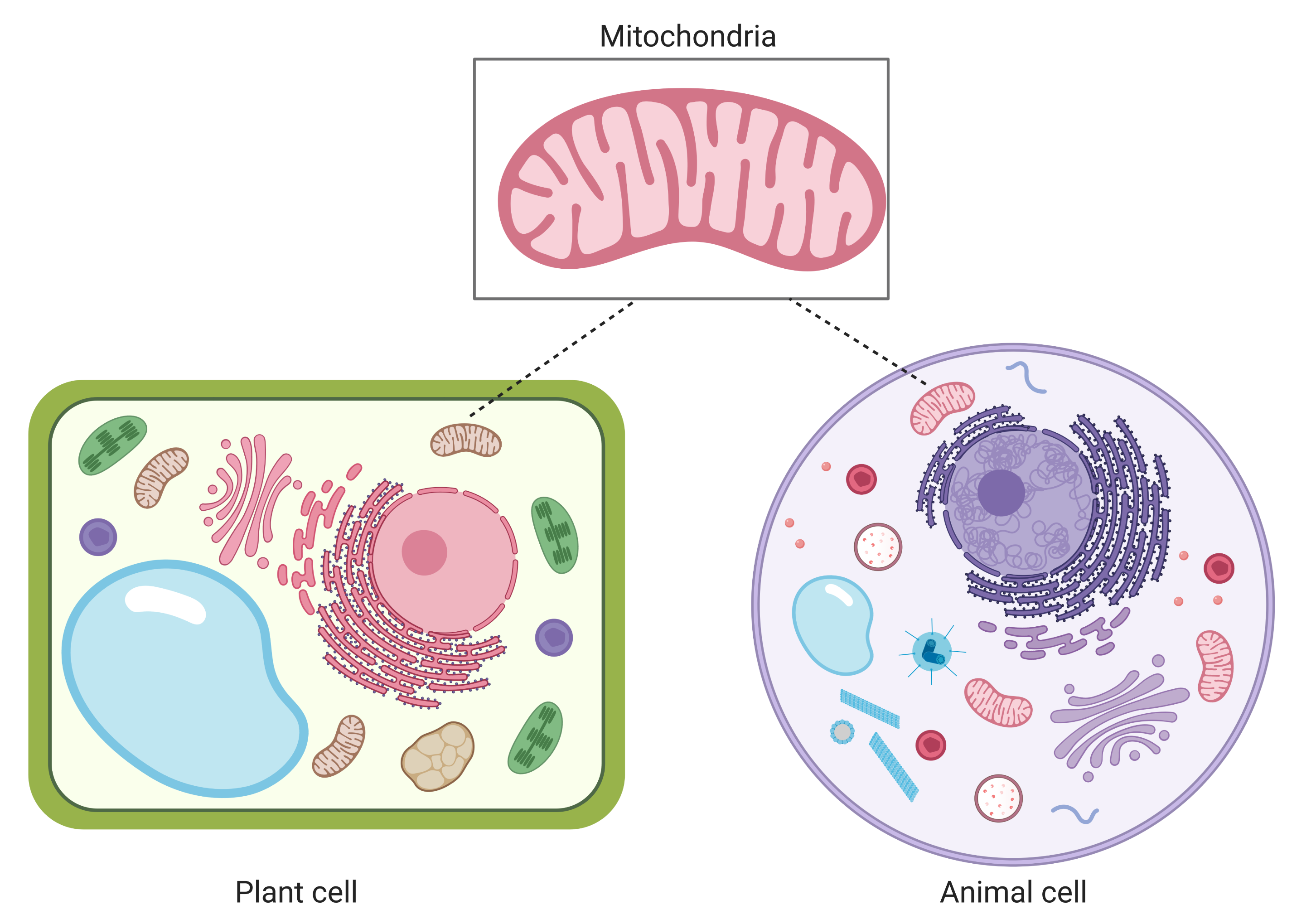 Mitochondria