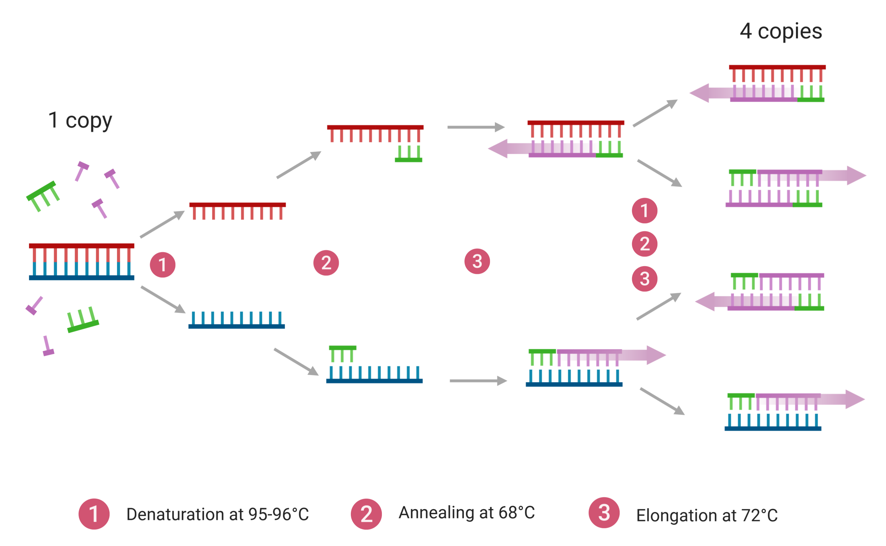 PCR