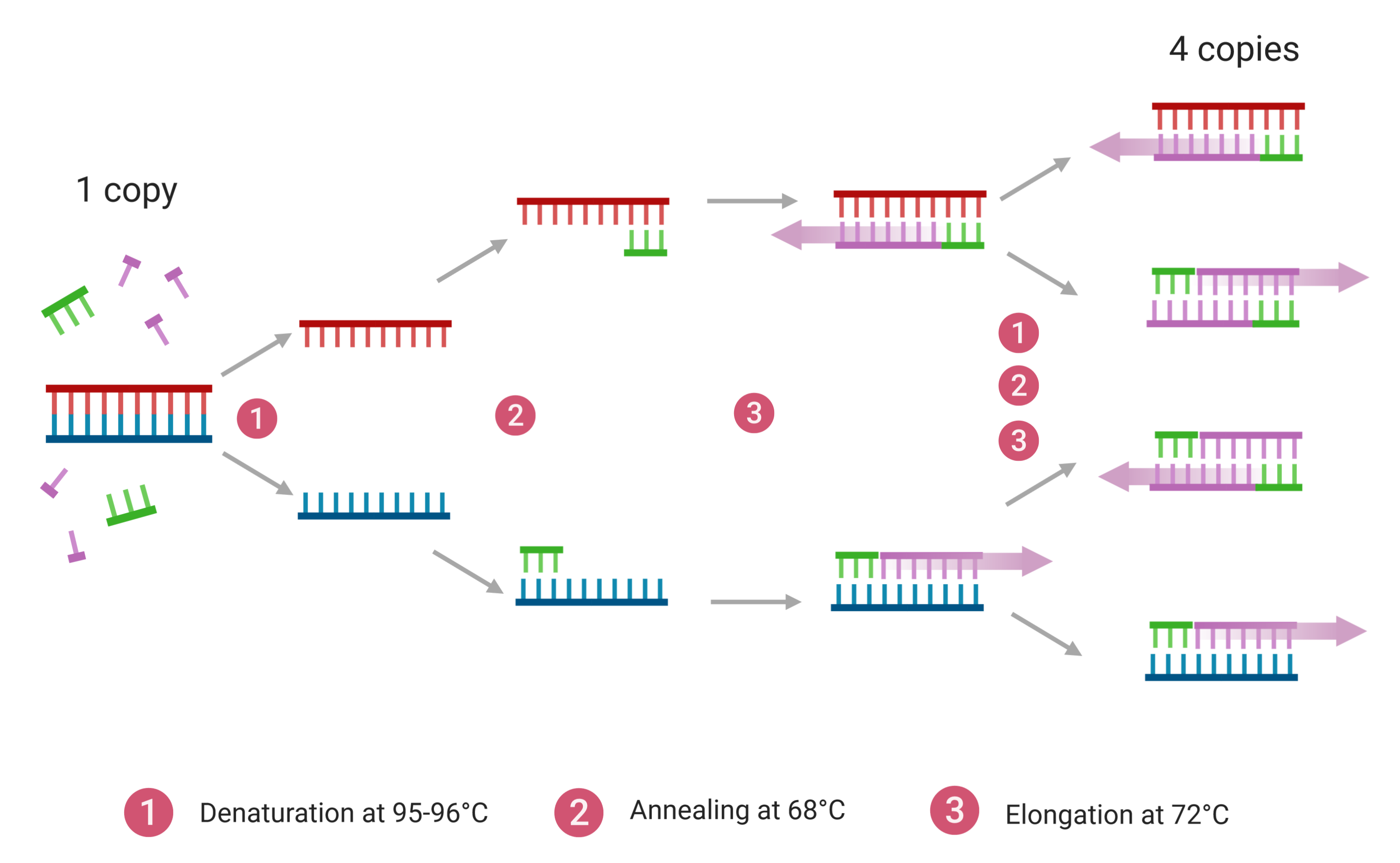 Источник https chemer ru services reactions chains. Полимеразная цепная реакция схема. PCR — полимеразная цепная реакция. Polymerase Chain Reaction (PCR). DNA polymerase PCR.