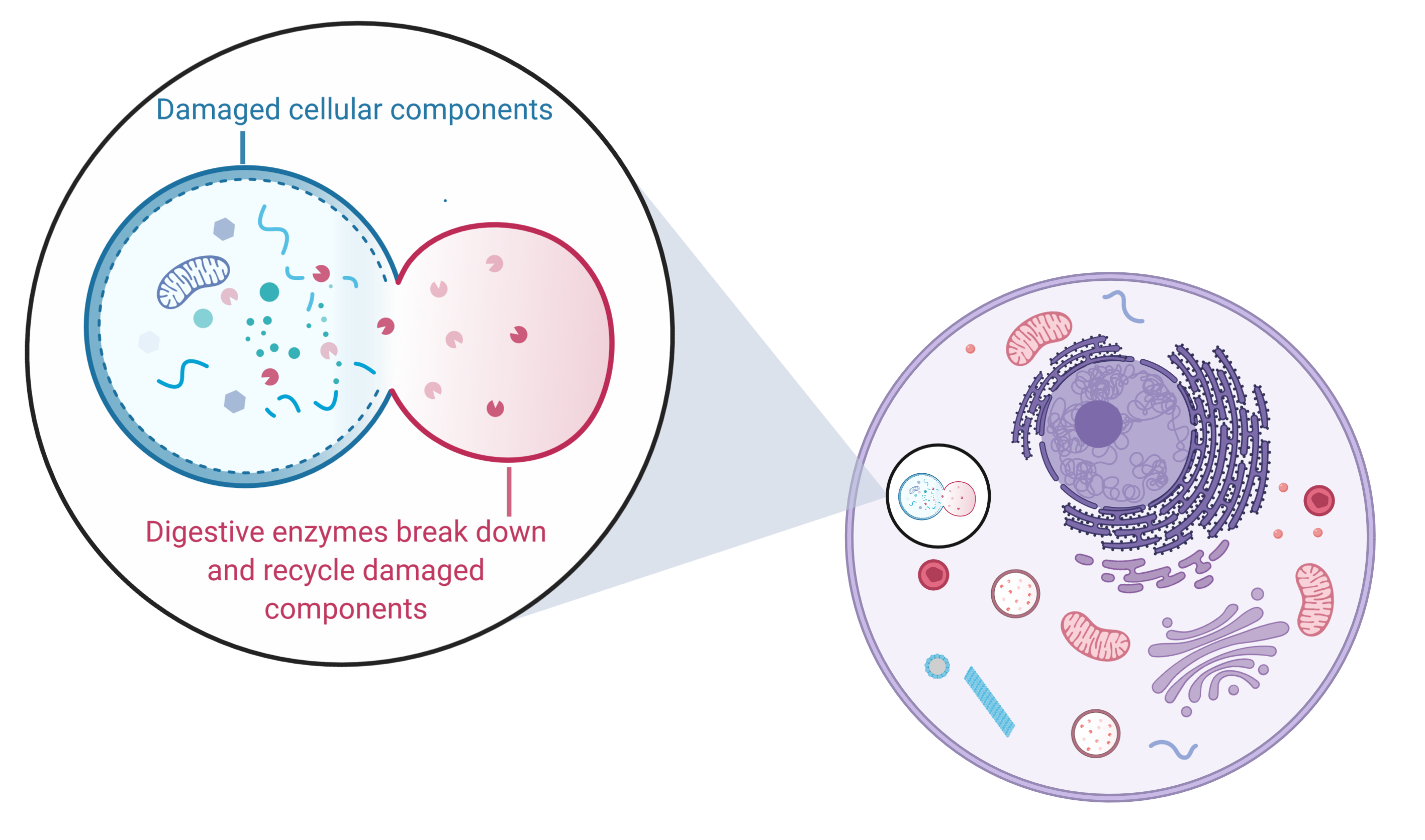 autophagy