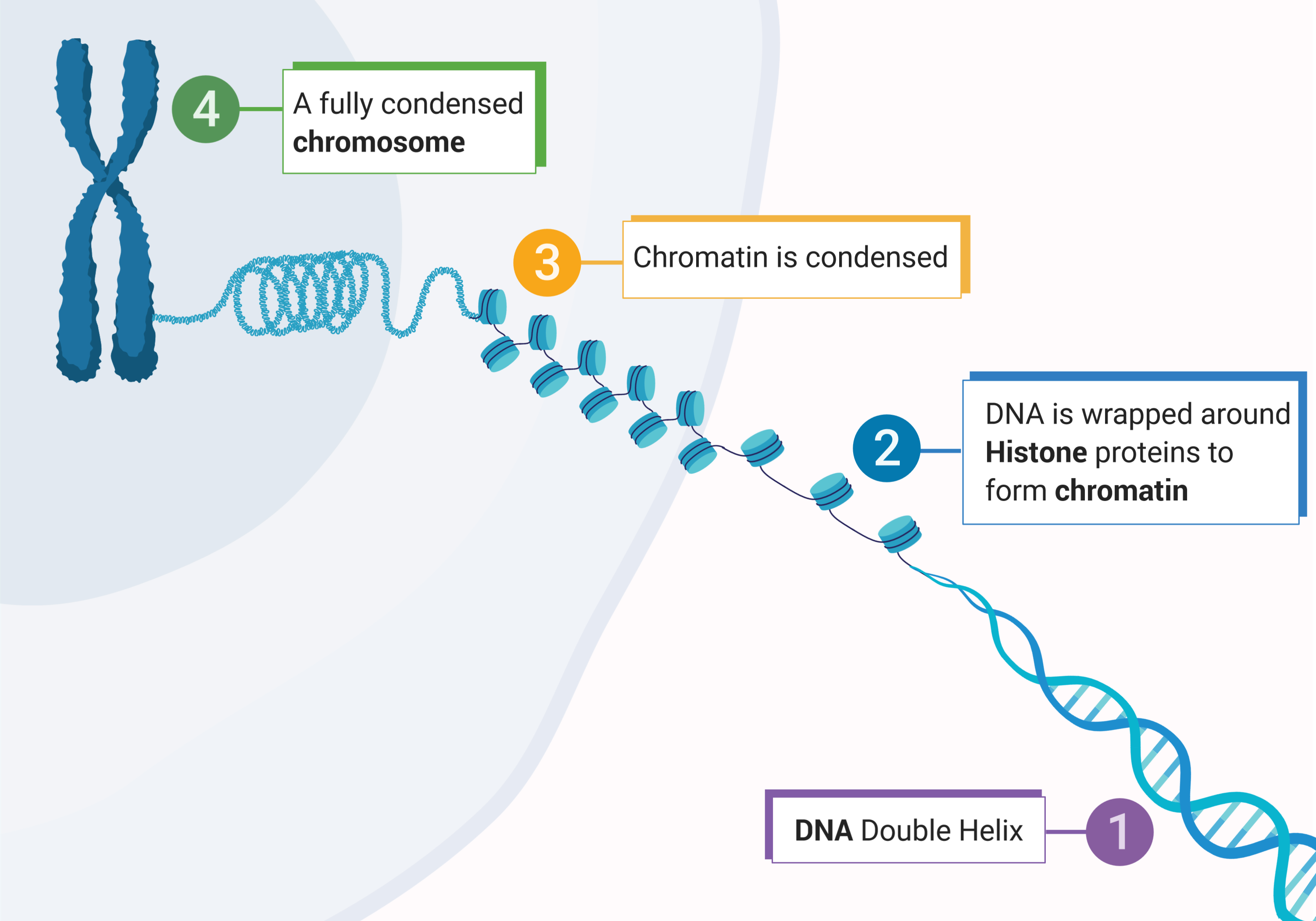 DNA packaging