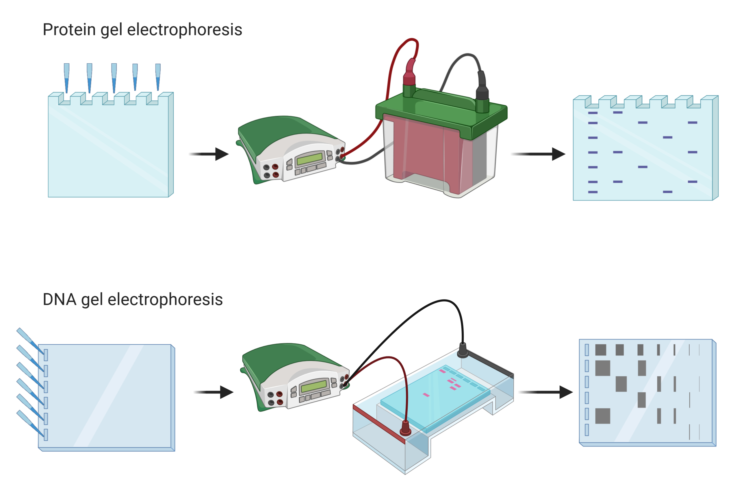 What Is Electrophoresis Definition History Working An Vrogue Co