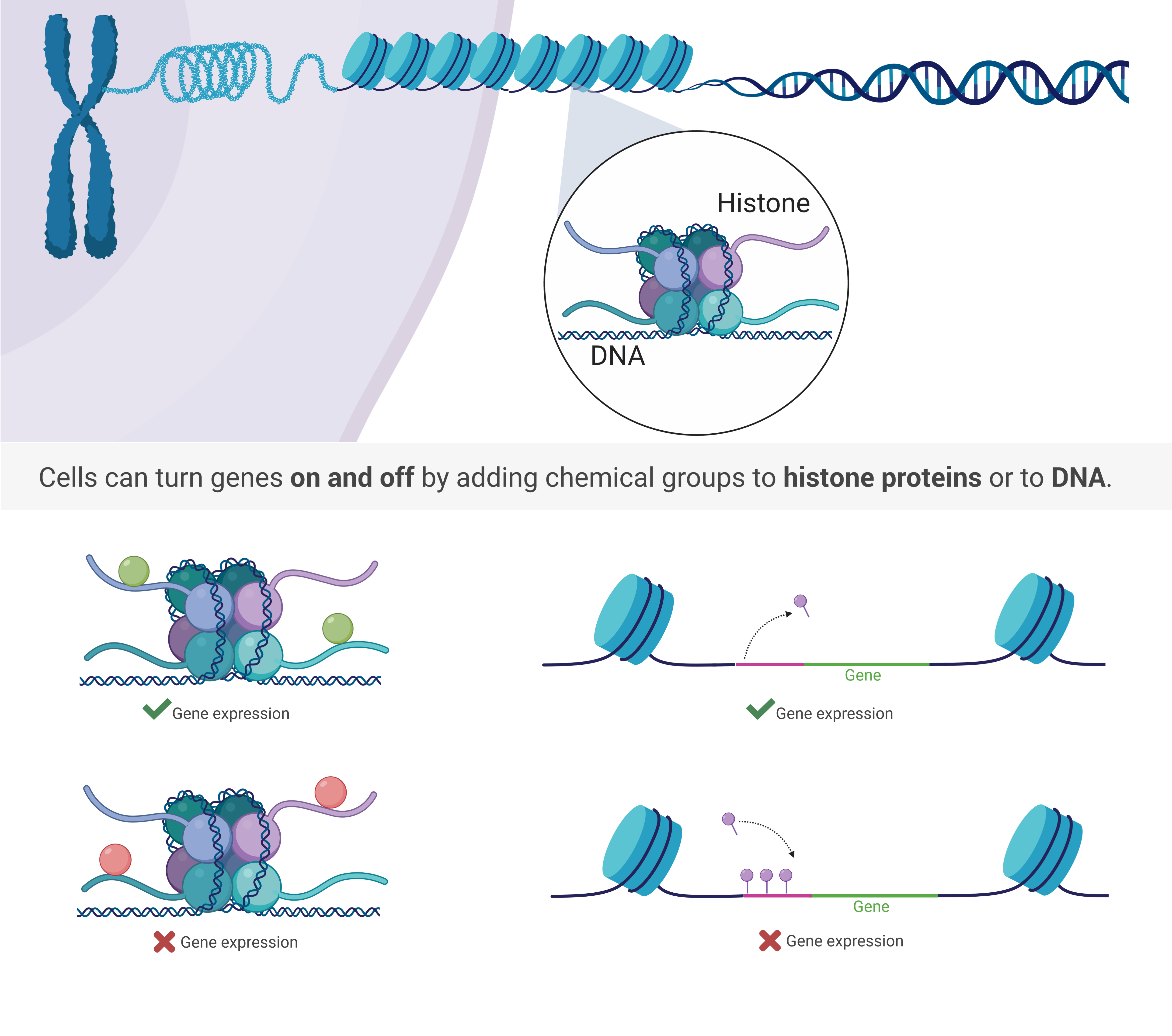 epigenetics