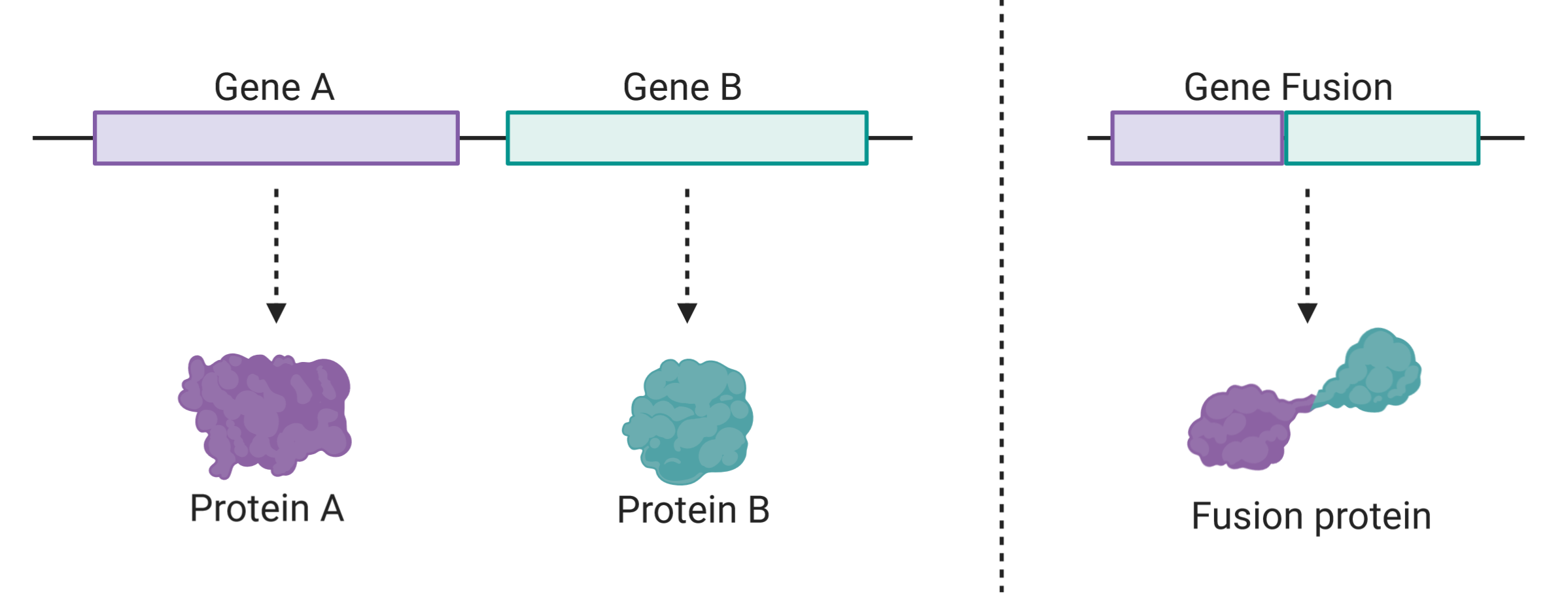 gene fusion