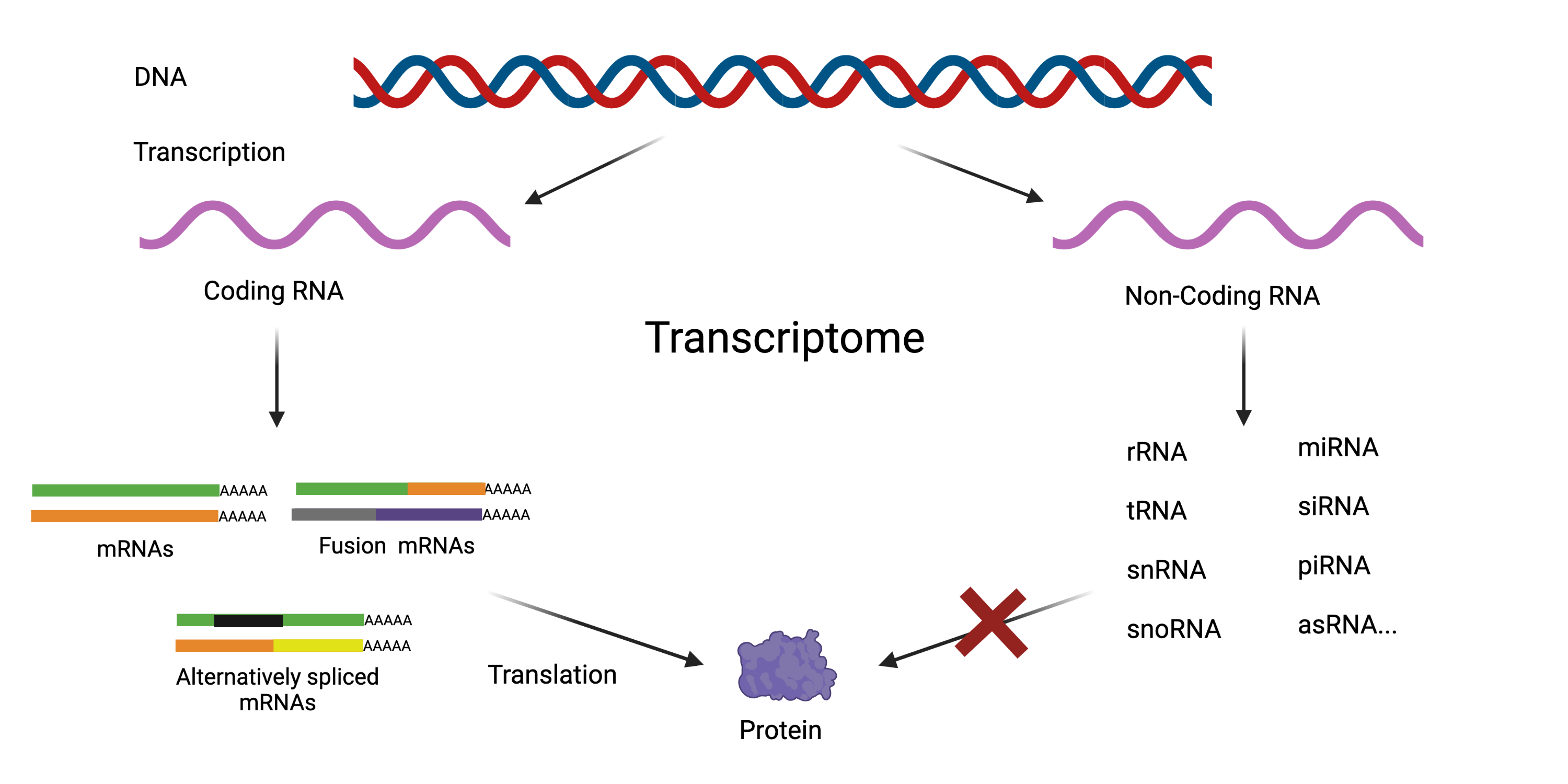 The Transcriptome