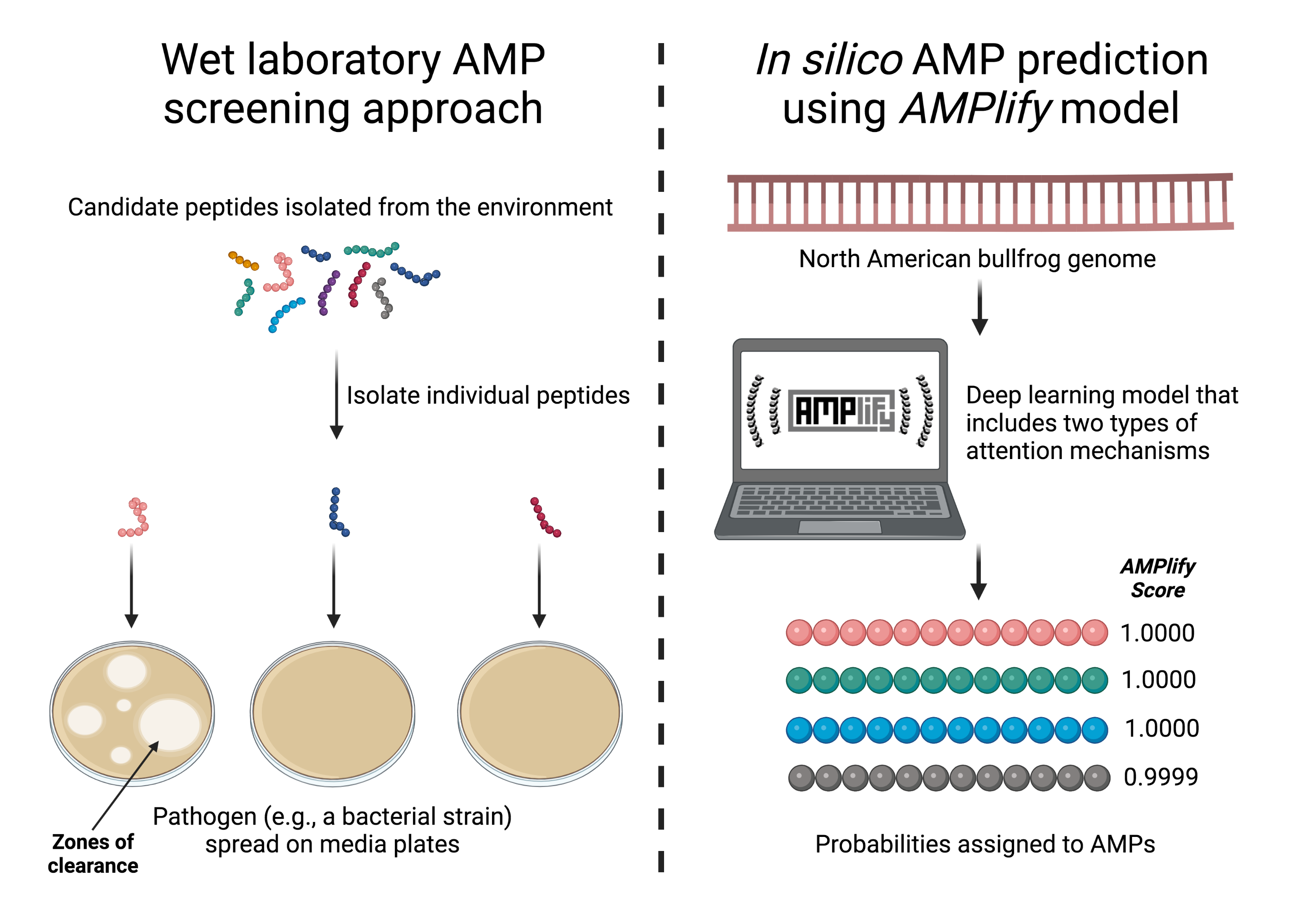 Wet lab vs AMPlify