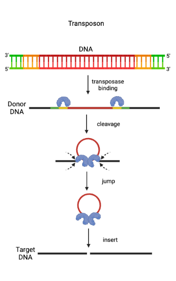 transposon