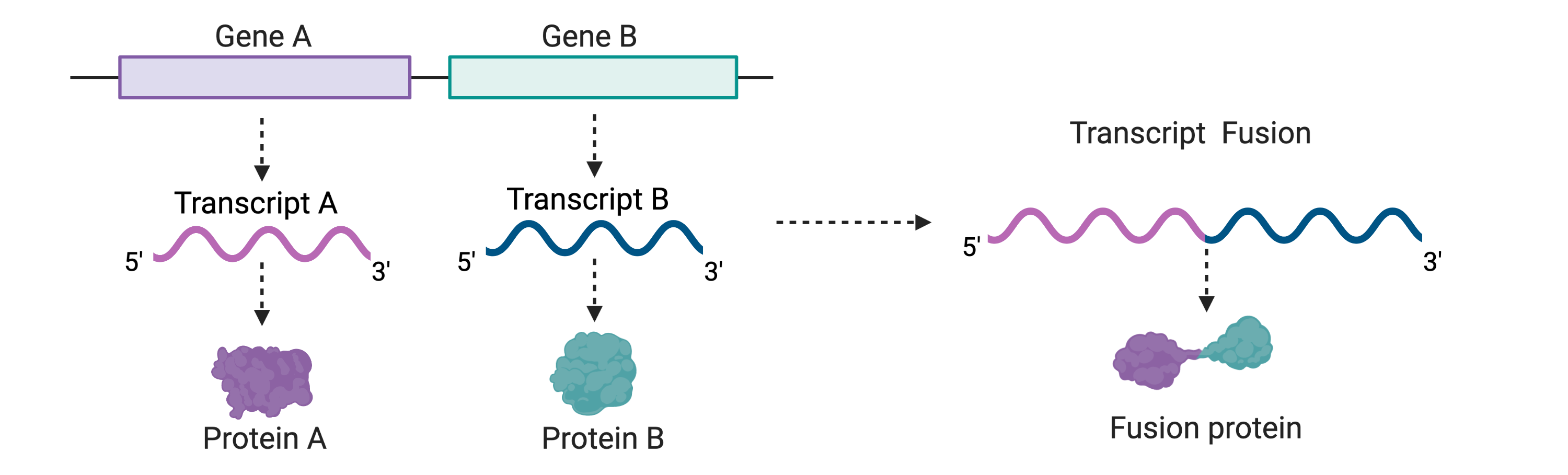 Transcription Fusion