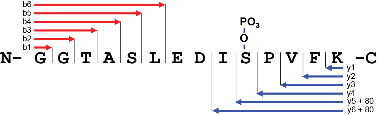 peptide